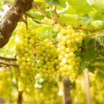 Plantio de variedades registradas