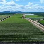 Aquisição da   Fazenda Nova Neruda